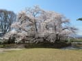 川中島古戦場史跡公園の桜