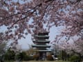 香貫山の桜