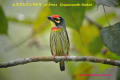 [16]Coppersmith Barbet6Oct2013-02a-s.jpg