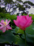 2012年 千葉公園 蓮の花 6月