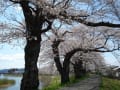 一目千本桜in大河原☆13.Apr.2013