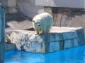 ∽テクテク(゜ー゜*)。。。オサンポ♪∽∽（札幌円山動物園）