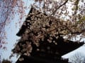 2017 佐保川～奈良公園 桜