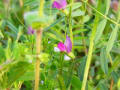 散歩で出会った野の花たち