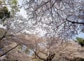 真鶴半島の桜～～♪