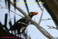 [34]Hill Myna07Dec2008-2a-s.jpg