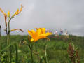 2011年7月滋賀県伊吹山