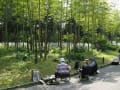 14日本庭園の竹林とスケッチを楽しむご老人