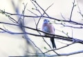 宮ケ瀬ダムで野鳥撮影