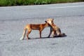 キタキツネ