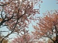 [2]八重桜01.JPG