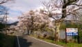 平成30年4月8日 晴れ時々雨   海津大崎  桜  さくら  