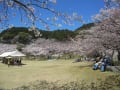宮地嶽神社の桜