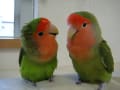 ～LOVEBIRD～コザクラインコのぴ～ぴぴさん