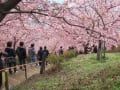 [28]変換 ～ 2010まつだ桜まつり 025.jpg