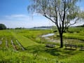 牛久市観光アヤメ園；カキツバタが見頃