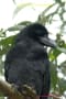 カラス科Corvidae スズメ目Passeriformes