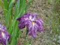 須磨離宮公園の花菖蒲