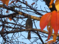 朝散歩・・・・遊歩道の桜の葉っぱも紅葉が始まって～