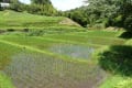 梅雨の里山２０１３　～田んぼとあじさい～