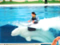 [4]白イルカと泳ぐ.jpg