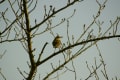 散歩で出会った野鳥達