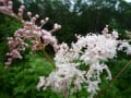  八幡平湿原の花