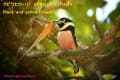 [13]Black-and-yellow Broadbill18Mar2014-08a-s.jpg