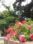 横浜山手～山下公園のバラ(20150523)
