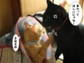 黒と茶　こんな猫どもです