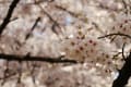 新宿御苑の桜