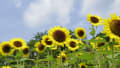 [10]和歌山県植物公園緑花センター10.jpg