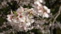 桜　満開　福岡城・舞鶴公園　　kasuga