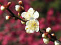京都植物園早春の草花展、御所梅