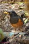 [1]Black-breasted Thrush25Feb2014-02a-s.jpg