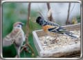 野鳥同士の対面