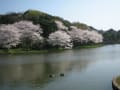 桜の三渓園