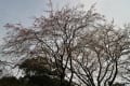 昭和記念公園の桜　25.3.26