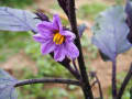 野菜の花