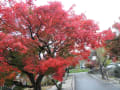 錦紅葉　妙善寺・岡大ポプラ　２０１６.１１．１９.「288」　