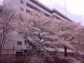 [7]kandagaw_sakura20120411.jpg