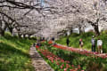 江川せせらぎ緑道桜とチューリップ2025/4/10