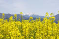 残雪駒ケ岳・菜の花と仙丈