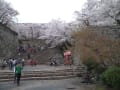 桜満開の鶴山公園・津山さくらまつりでオカリナ演奏