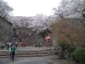 桜満開の鶴山公園・津山さくらまつりでオカリナ演奏