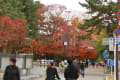奈良公園　紅葉　依水園から大仏池へ