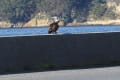 元日の海鳥たち