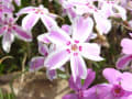 2010年「秩父羊山公園の芝桜」