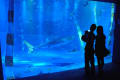 のとじま水族館　ジンベエザメ館　青の世界
