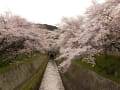 桜フォトin三井寺